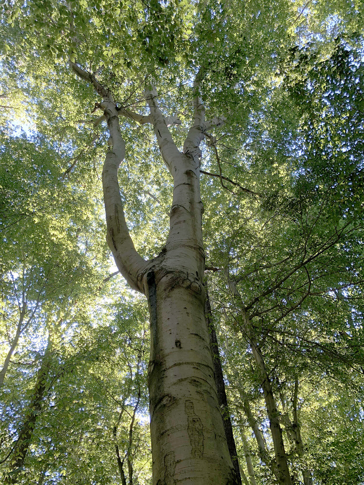 Tall tree in Abingdon Woods